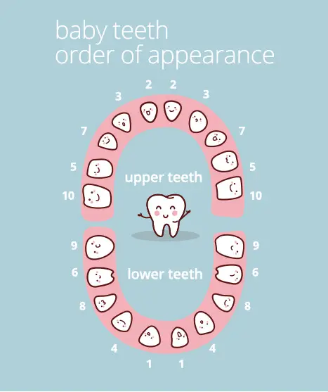 Chart showing the most common order that a baby's milk teeth errupt. 